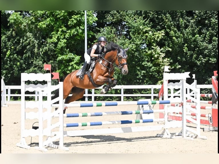 Duits sportpaard Merrie 9 Jaar 169 cm Bruin in Neuried