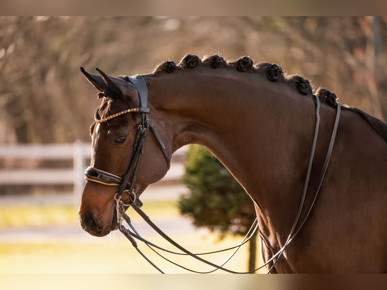 Duits sportpaard Merrie 9 Jaar 169 cm Donkerbruin in Wehringen