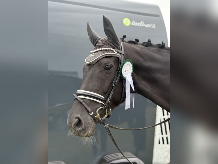 Duits sportpaard Merrie 9 Jaar 169 cm Zwart in Mechtersen