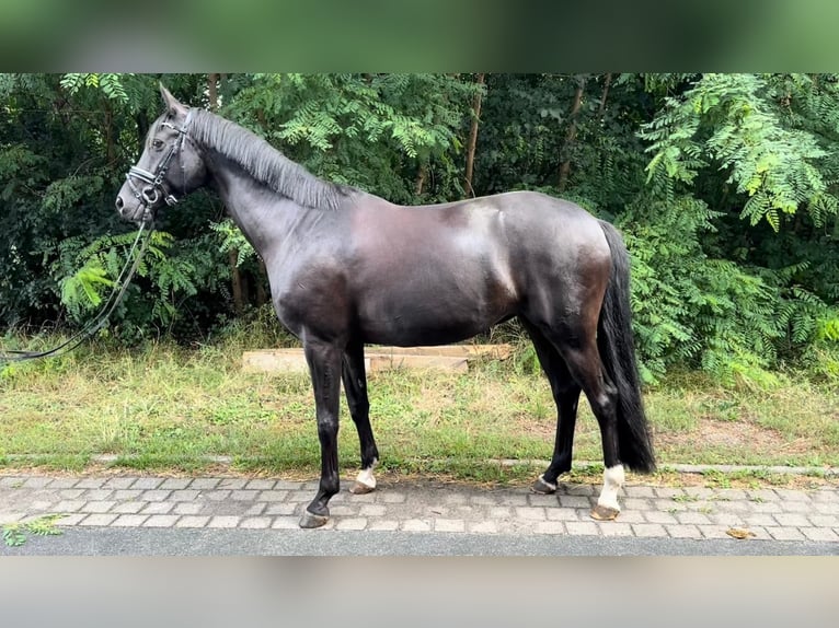 Duits sportpaard Merrie 9 Jaar 169 cm Zwart in Mechtersen