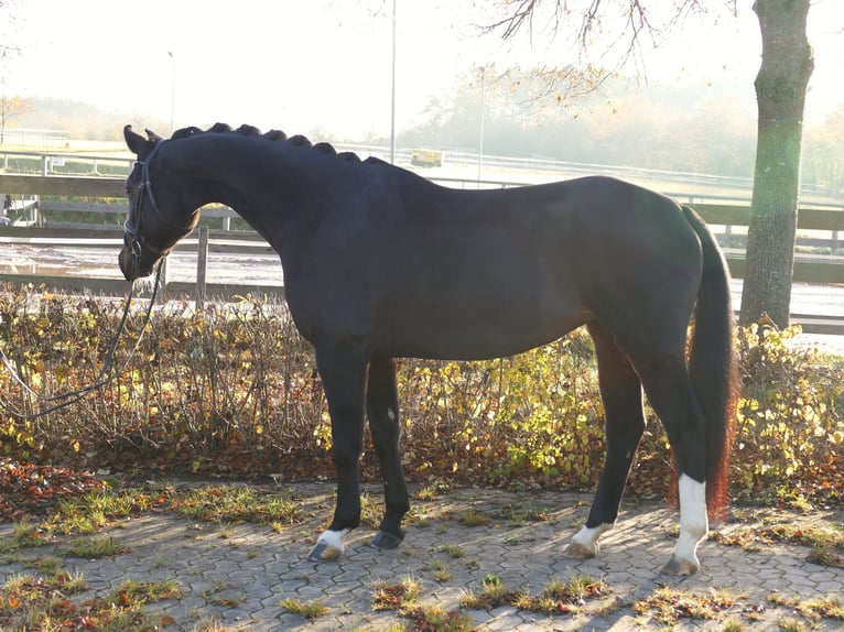 Duits sportpaard Merrie 9 Jaar 170 cm Donkerbruin in Ansbach
