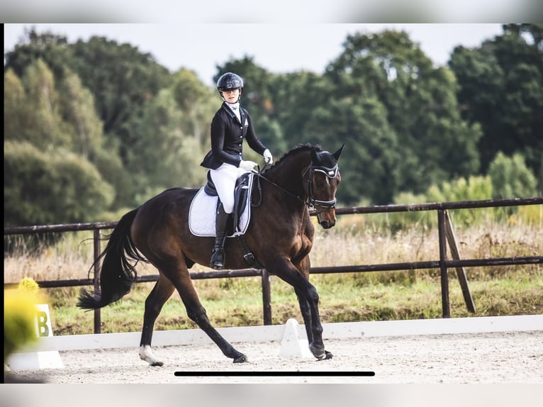 Duits sportpaard Merrie 9 Jaar 170 cm Donkerbruin in Wólka