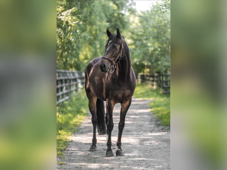 Duits sportpaard Merrie 9 Jaar 170 cm Donkerbruin in Wólka