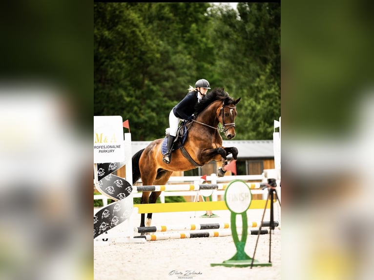 Duits sportpaard Merrie 9 Jaar 170 cm Donkerbruin in Wólka