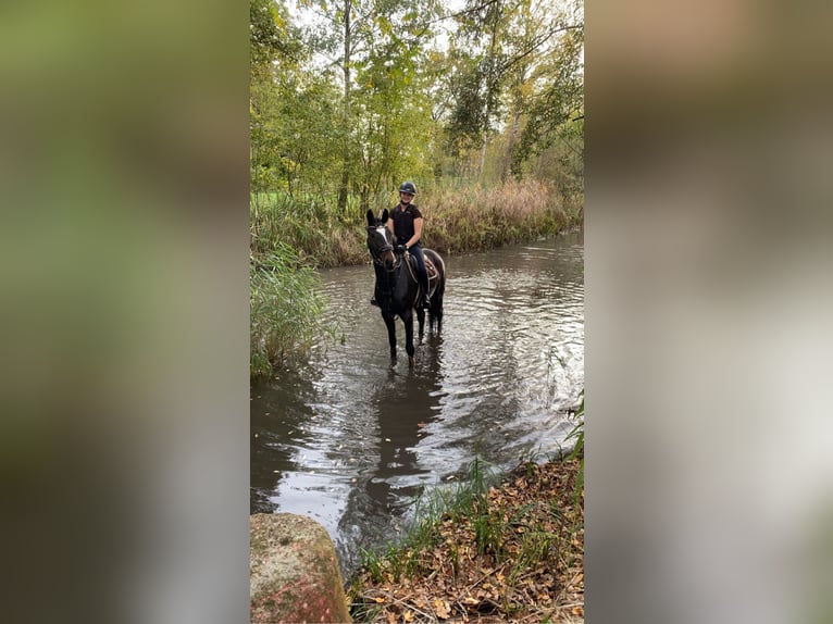 Duits sportpaard Merrie 9 Jaar 170 cm Donkerbruin in Ühlingen-Birkendorf