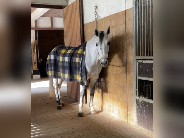 Duits sportpaard Merrie 9 Jaar 170 cm Schimmel in Zweibrücken Duits sportpaard Merrie 9 Jaar 170 cm Schimmel in Zweibrücken