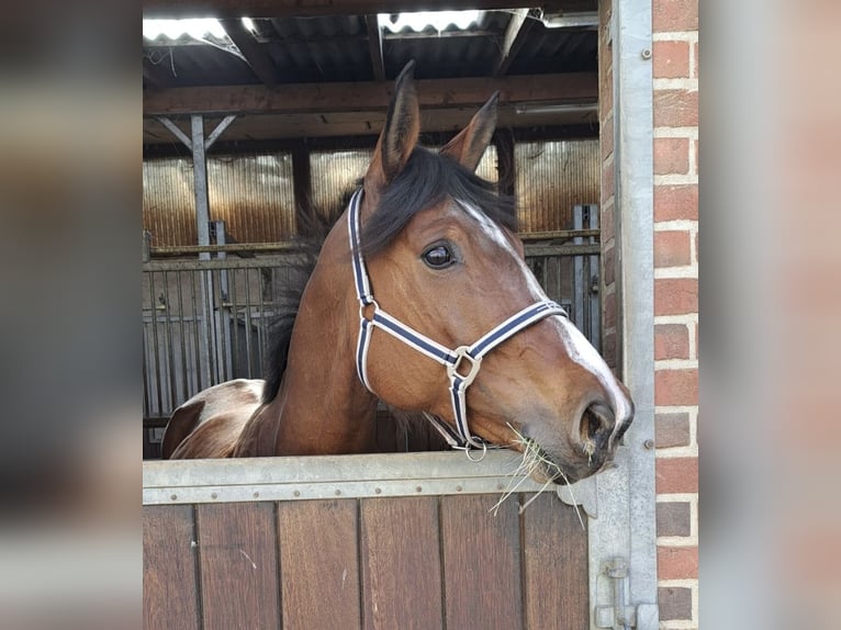Duits sportpaard Merrie 9 Jaar 171 cm Bruin in Tangermünde OT Buch