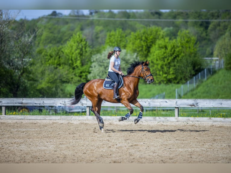 Duits sportpaard Merrie 9 Jaar 172 cm Bruin in Rosengarten