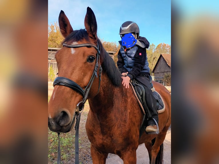 Duits sportpaard Merrie 9 Jaar 172 cm Bruin in Rosengarten