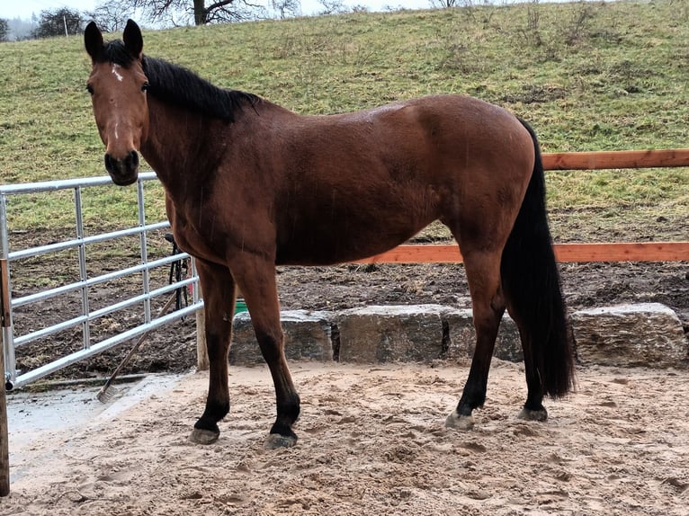 Duits sportpaard Merrie 9 Jaar 172 cm Bruin in Rosengarten