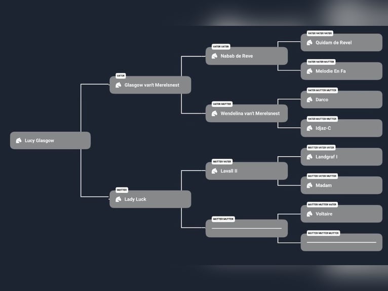 Duits sportpaard Merrie 9 Jaar 172 cm Donkerbruin in Ettiswil