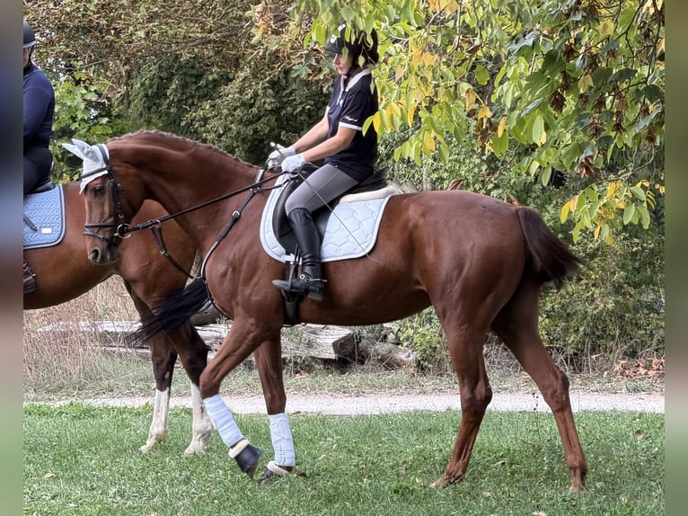 Duits sportpaard Merrie 9 Jaar 172 cm Vos in Möttingen