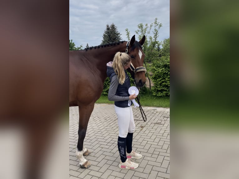 Duits sportpaard Merrie 9 Jaar 173 cm Bruin in SanneSchwarzholz