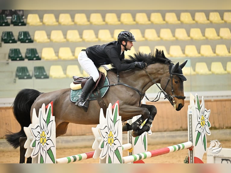 Duits sportpaard Merrie 9 Jaar 174 cm Bruin in Neustadt an der Aisch