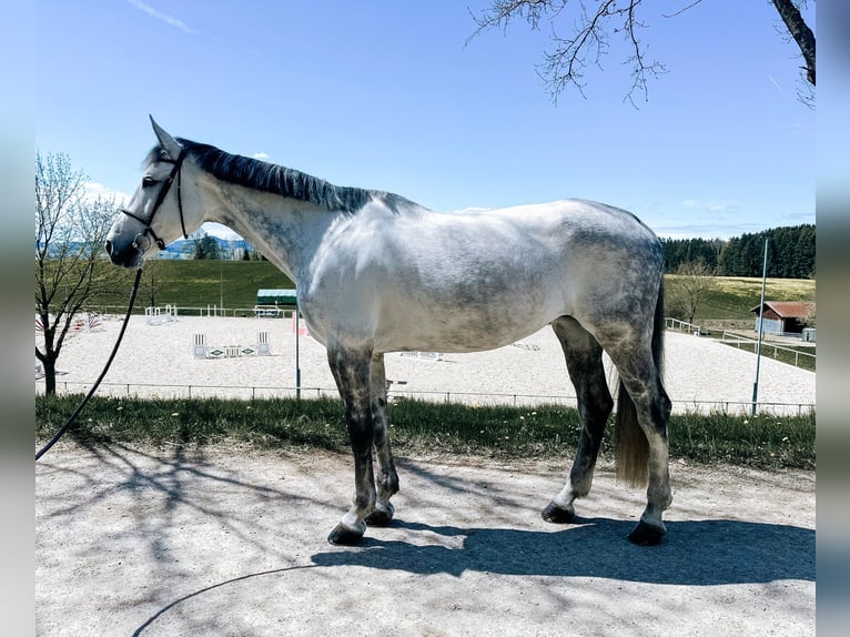 Duits sportpaard Merrie 9 Jaar 174 cm Schimmel in Haldenwang