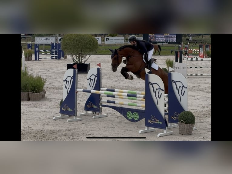 Duits sportpaard Merrie 9 Jaar 175 cm Bruin in Krefeld