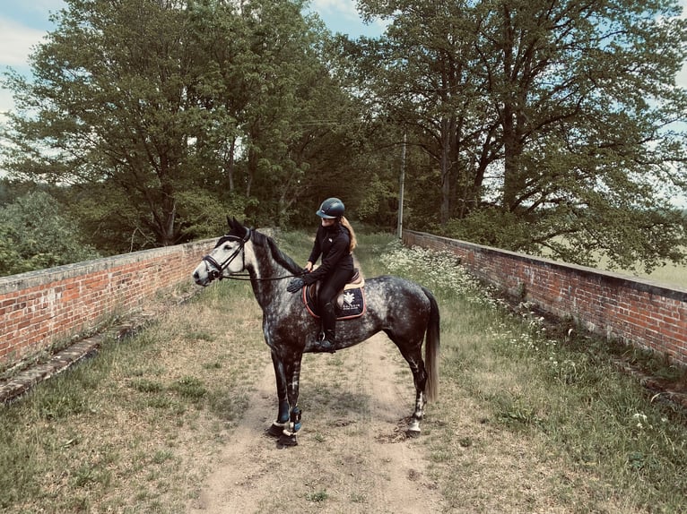 Duits sportpaard Merrie 9 Jaar 176 cm Appelschimmel in Karstädt