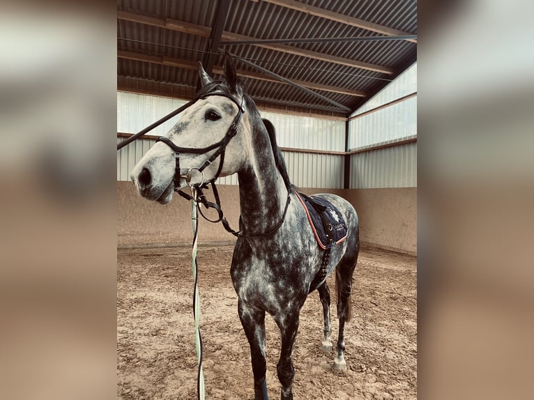 Duits sportpaard Merrie 9 Jaar 176 cm Appelschimmel in Karstädt