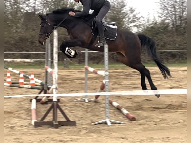 Duits sportpaard Merrie 9 Jaar 176 cm Bruin in Frankfurt (Oder)