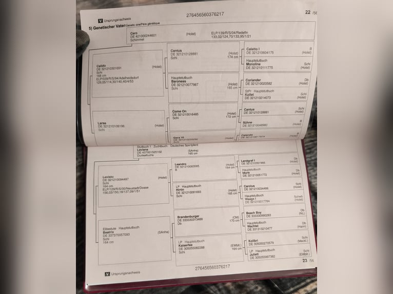 Duits sportpaard Merrie 9 Jaar 176 cm Bruin in Frankfurt (Oder)