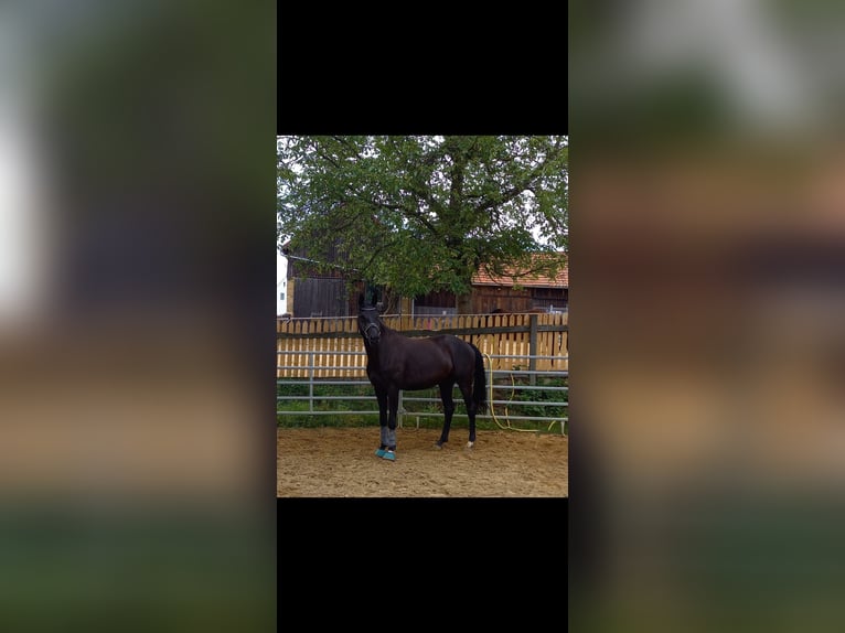 Duits sportpaard Merrie 9 Jaar 177 cm Zwart in Gebenbach