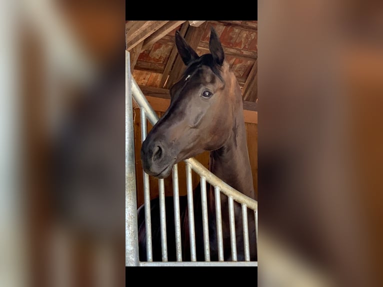 Duits sportpaard Merrie 9 Jaar 177 cm Zwart in Gebenbach