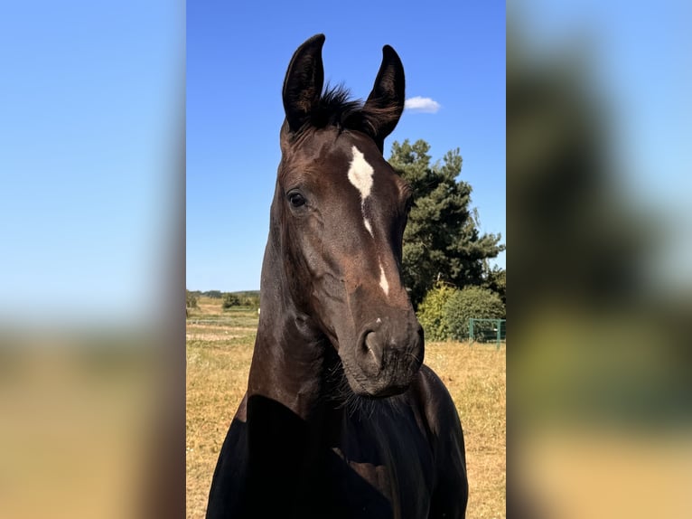 Duits sportpaard Merrie Veulen (03/2025) 144 cm Zwartbruin in Gartz/Oder