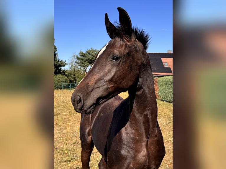 Duits sportpaard Merrie Veulen (03/2025) 144 cm Zwartbruin in Gartz/Oder