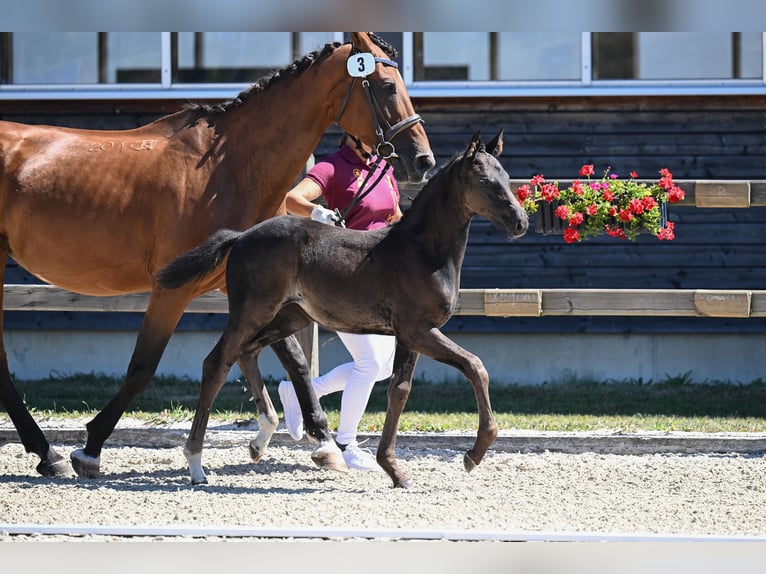 Duits sportpaard Merrie Veulen (06/2026) 162 cm Zwart in Saldenburg