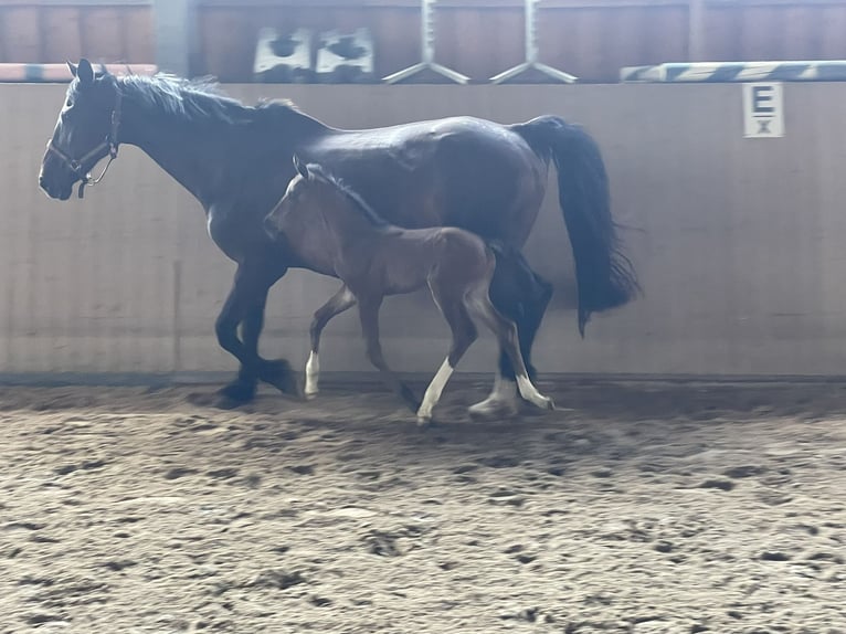 Duits sportpaard Merrie Veulen (06/2026) 164 cm Donkerbruin in Saldenburg