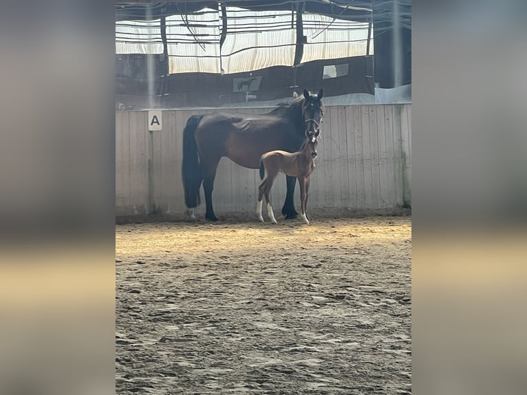 Duits sportpaard Merrie Veulen (06/2026) 164 cm Donkerbruin in Saldenburg