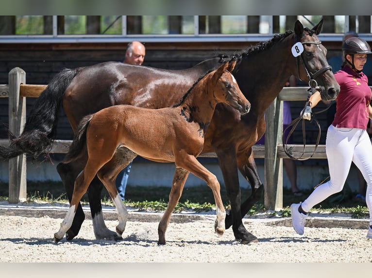 Duits sportpaard Merrie Veulen (06/2026) 164 cm Donkerbruin in Saldenburg