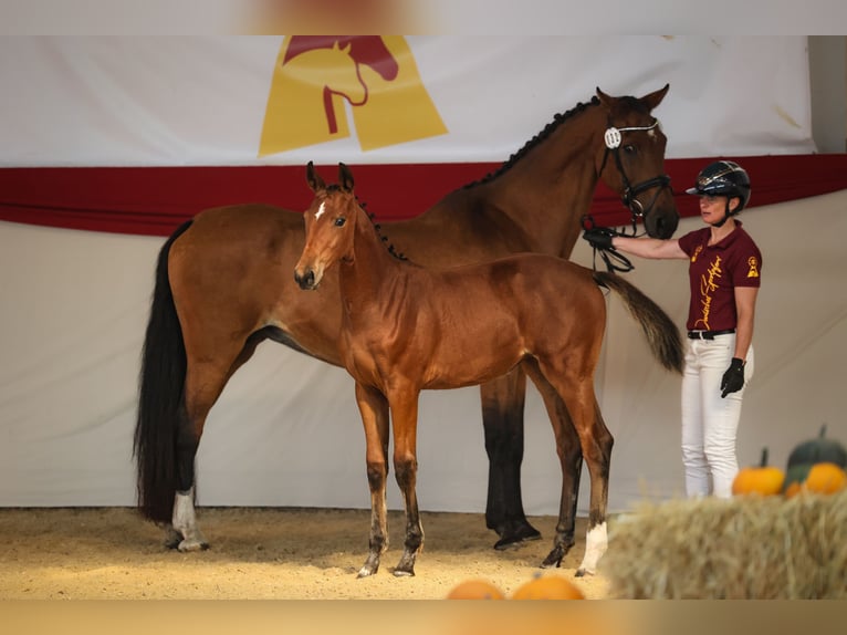 Duits sportpaard Merrie Veulen (05/2026) 165 cm Bruin in Tittmoning