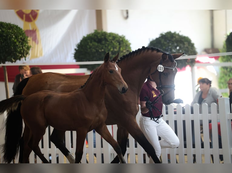 Duits sportpaard Merrie Veulen (05/2026) 165 cm Bruin in Tittmoning