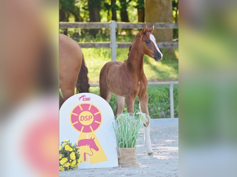 Duits sportpaard Merrie Veulen (04/2025) 165 cm Donkere-vos in Vielbaum
