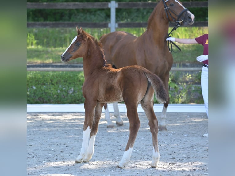 Duits sportpaard Merrie Veulen (04/2025) 165 cm Donkere-vos in Vielbaum