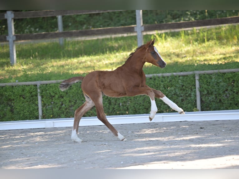 Duits sportpaard Merrie Veulen (04/2025) 165 cm Donkere-vos in Vielbaum