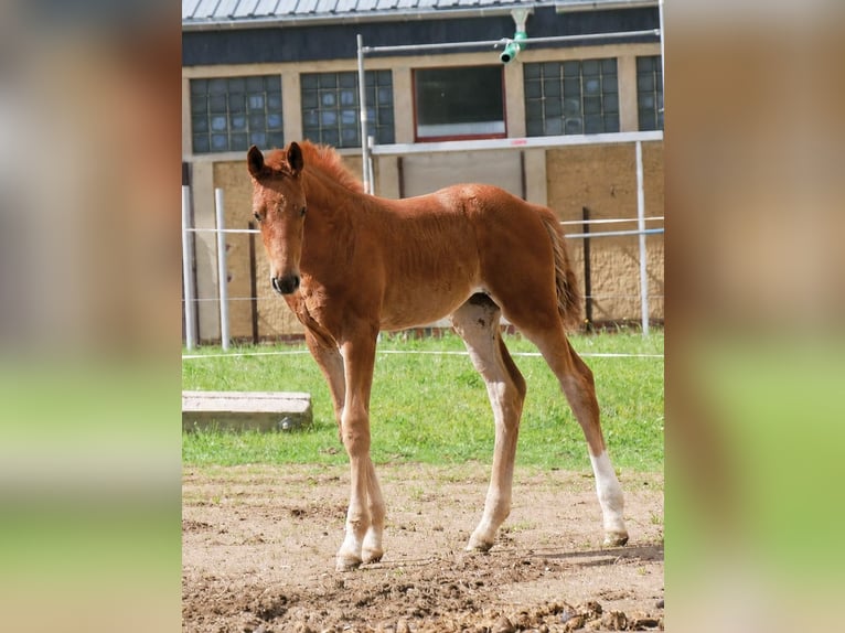 Duits sportpaard Merrie Veulen (04/2026) 167 cm Vos in Leubsdorf