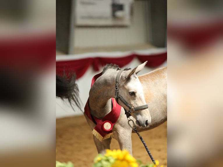 Duits sportpaard Merrie Veulen (04/2025) 168 cm Schimmel in Amt Creuzburg