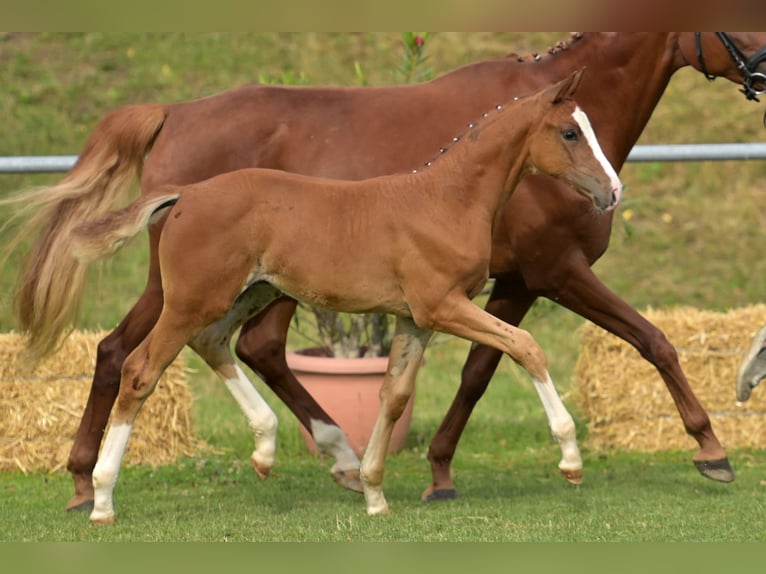 Duits sportpaard Merrie Veulen (05/2025) 168 cm Vos in Stiefenhofen