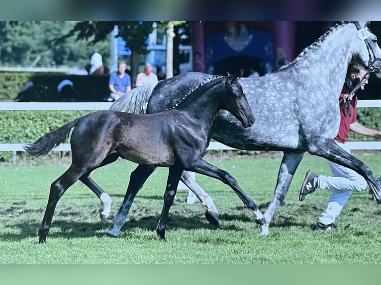 Duits sportpaard Merrie Veulen (04/2025) 168 cm Zwart in Nassenheide