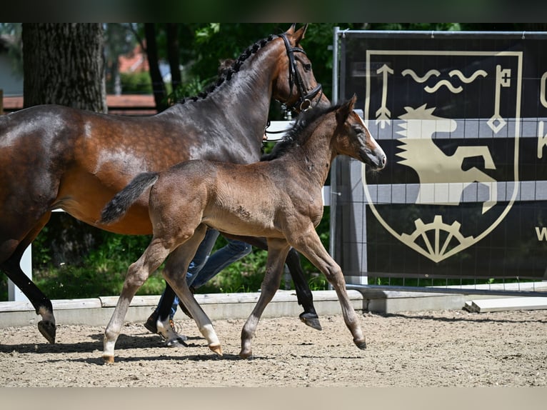 Duits sportpaard Merrie Veulen (05/2026) 170 cm Schimmel in Kaltental