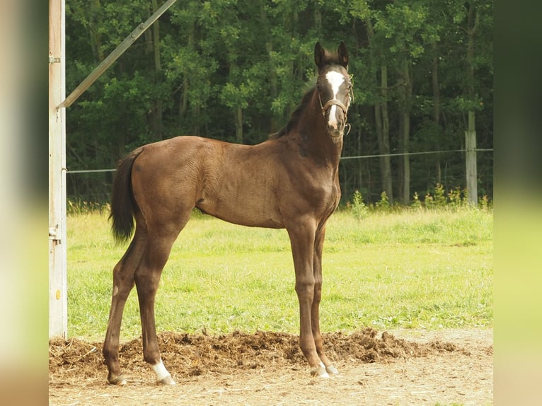 Duits sportpaard Merrie Veulen (04/2026) 170 cm Zwart in Langenwetzendorf