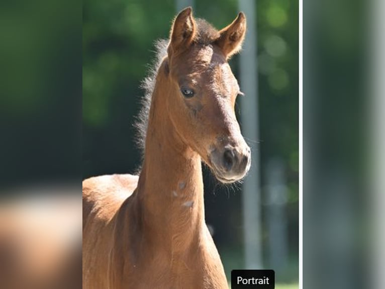Duits sportpaard Merrie Veulen (04/2025) 170 cm Zwartbruin in Sandbeiendorf