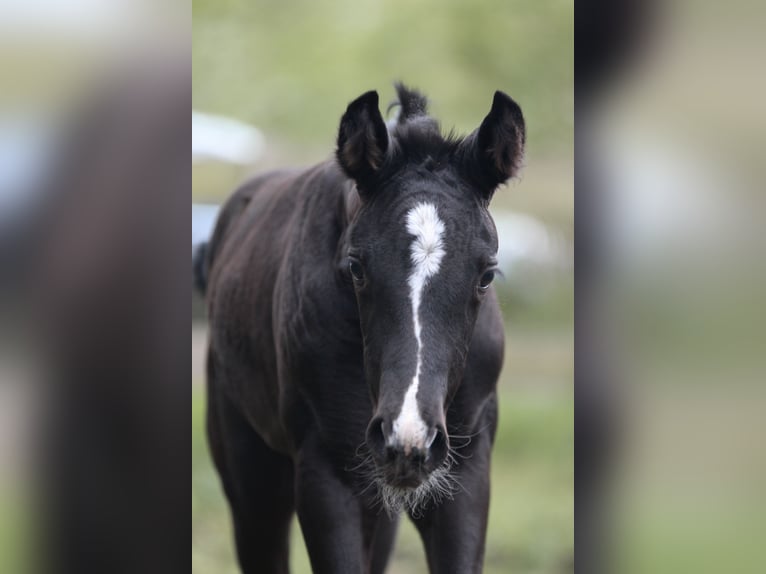 Duits sportpaard Merrie  170 cm Zwartbruin in Hagenow