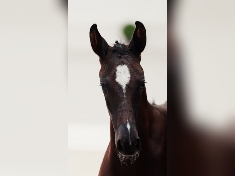 Duits sportpaard Merrie Veulen (05/2026) 170 cm Zwartbruin in Luckau