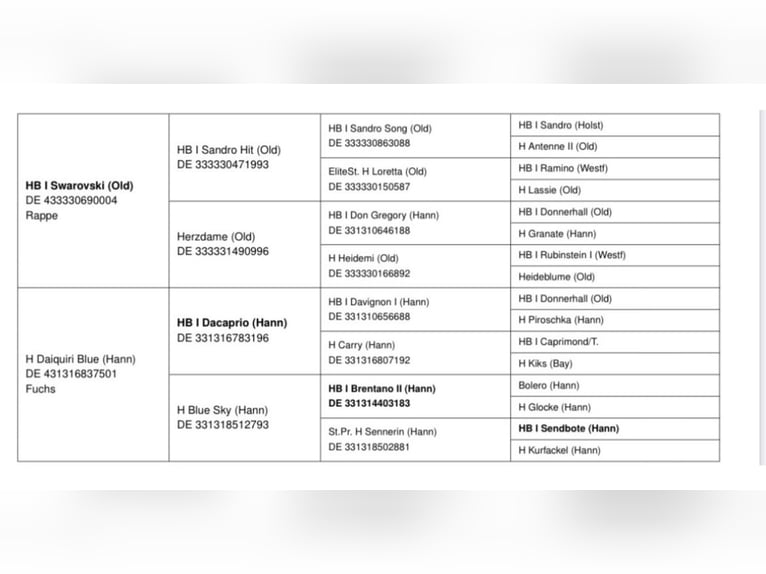 Duits sportpaard Merrie veulen (04/2024) 175 cm Vos in Görlitz