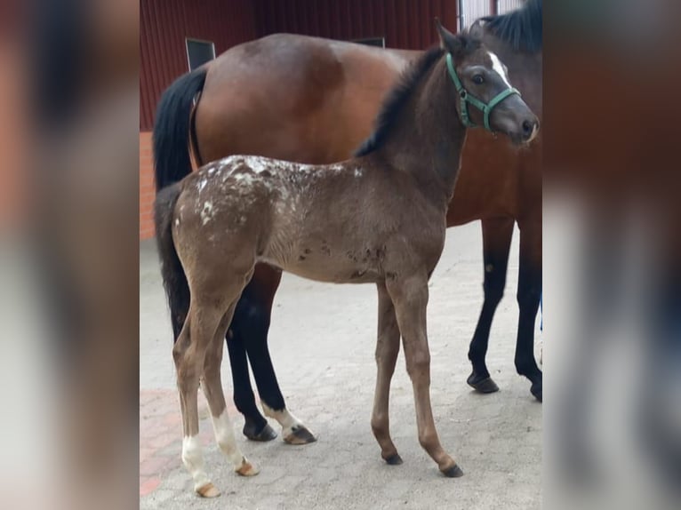Duits sportpaard Merrie Veulen (03/2026) Appaloosa in Vechta