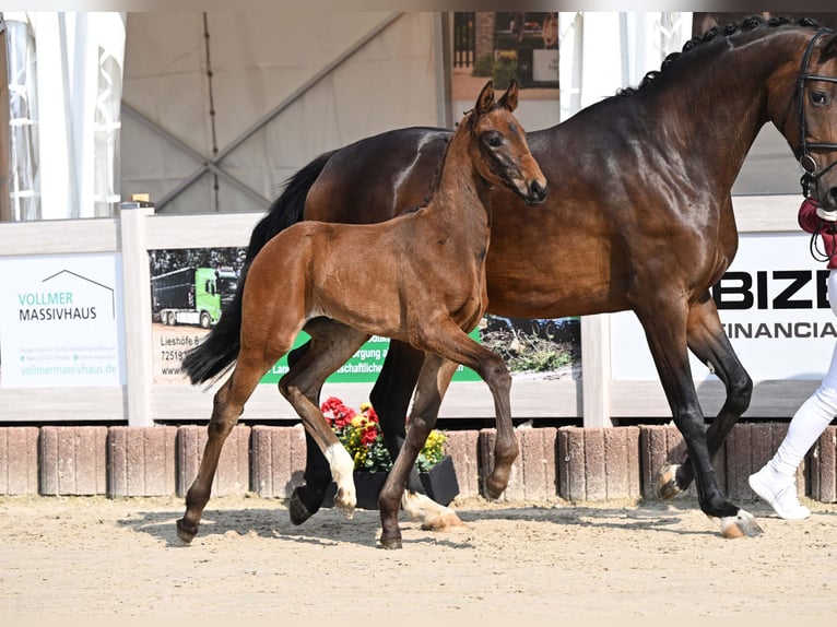 Duits sportpaard Merrie Veulen (04/2025) Bruin in Gomadingen