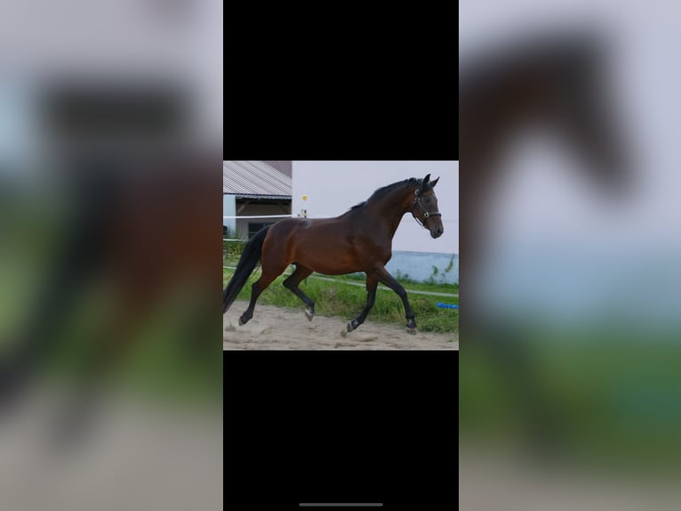 Duits sportpaard Merrie Veulen (06/2025) Bruin in M&#xFC;nzenberg